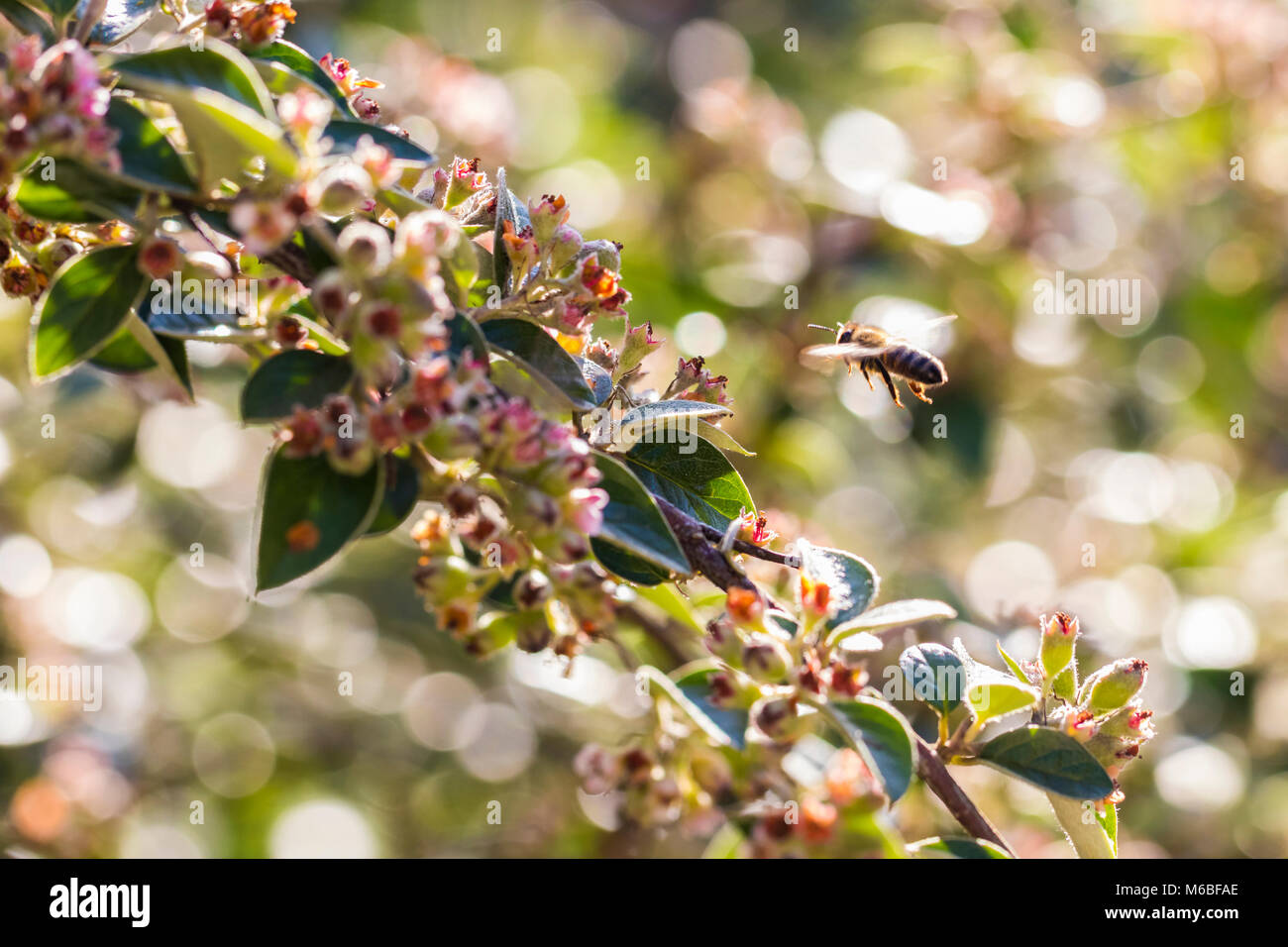 Honeybee flying towards Cotoneaster franchetii Stock Photo