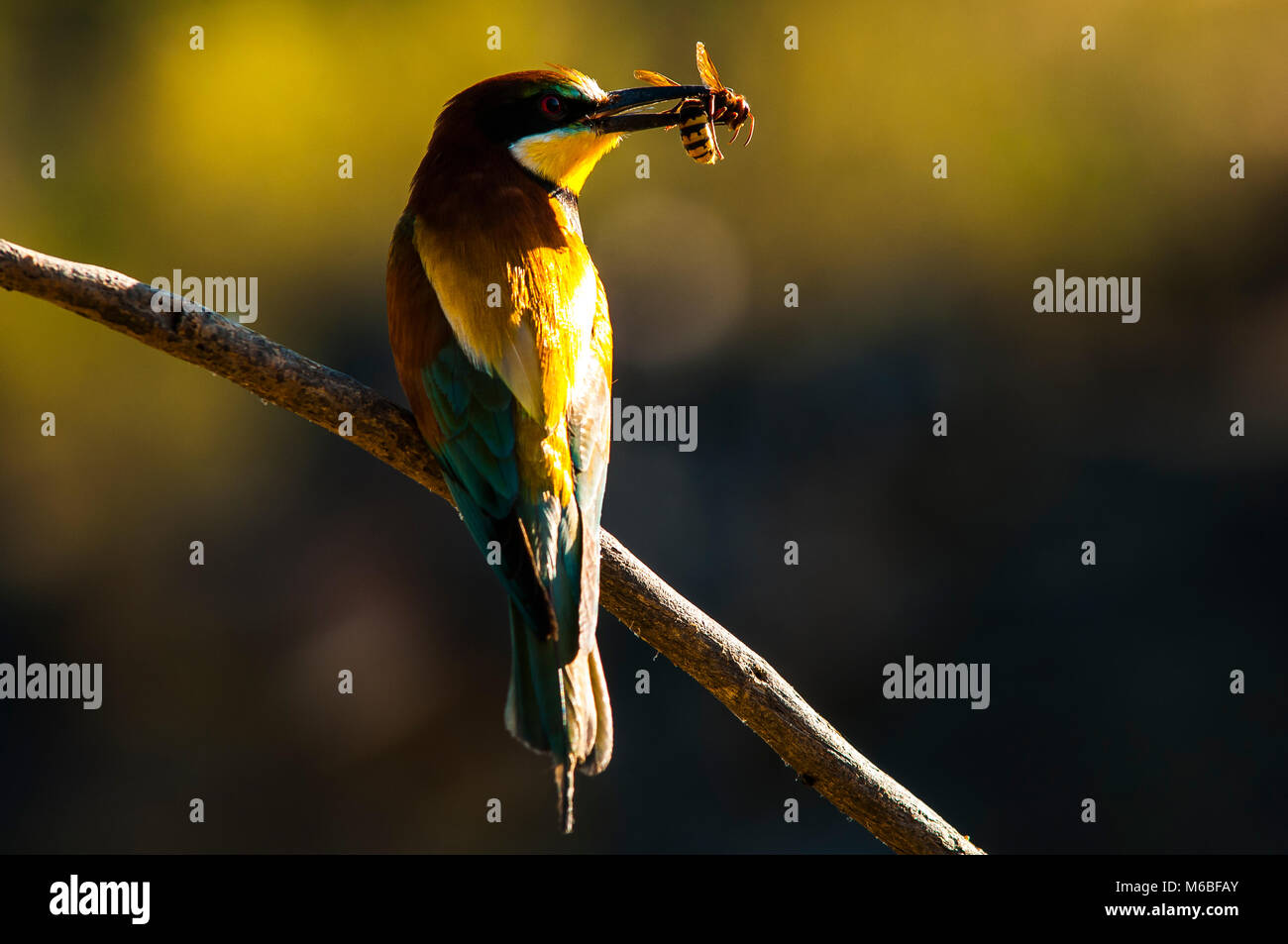 Bee-eater (merops apiaster) with a prey in its bill Stock Photo