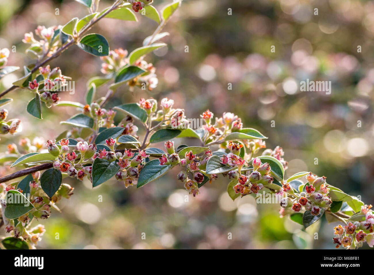 Cotoneaster franchetii Stock Photo