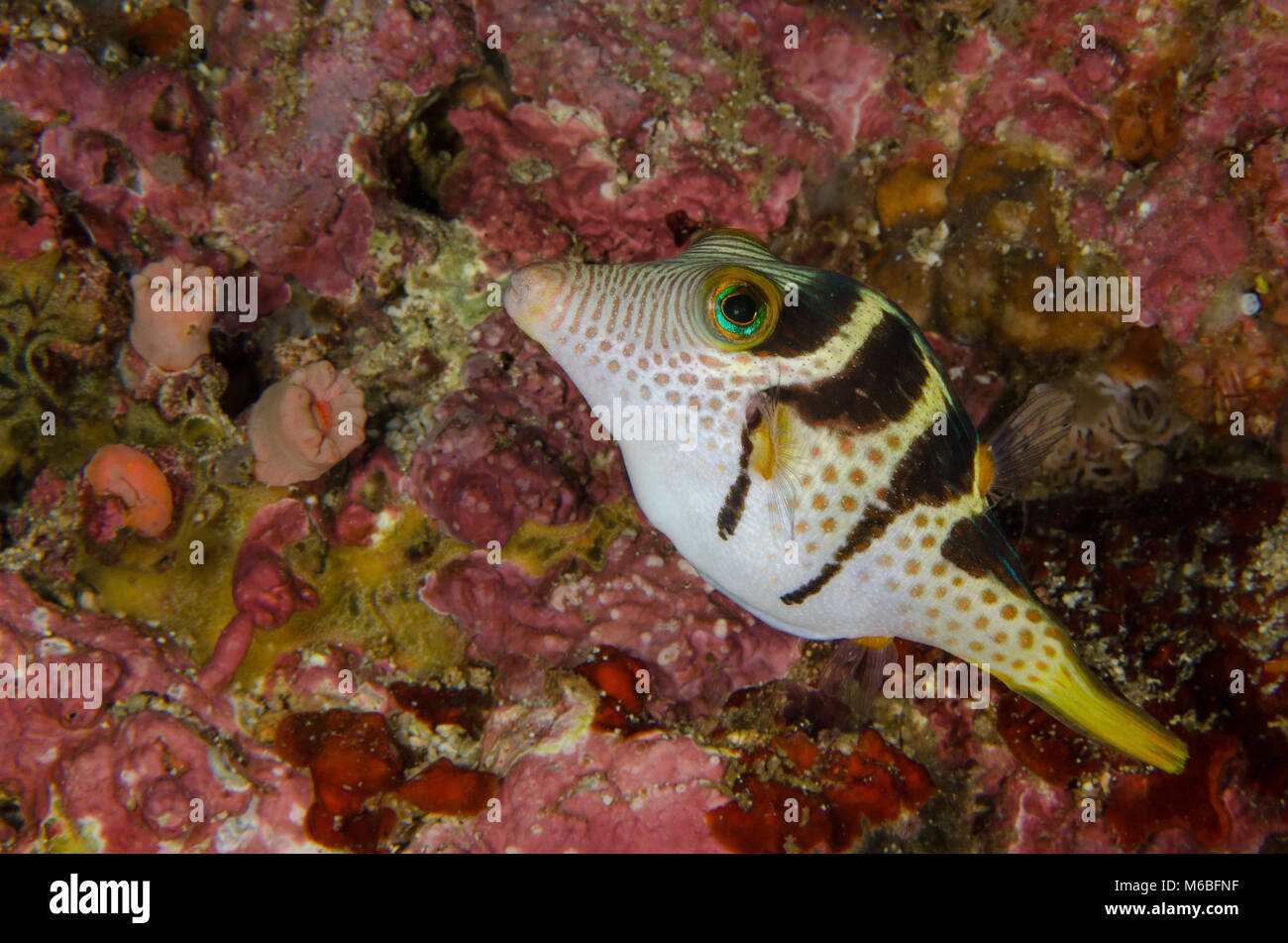 Saddler Pufferfish, Canthigaster valentini, Tetraodontidae, Anilao, Philippines, Asia Stock Photo