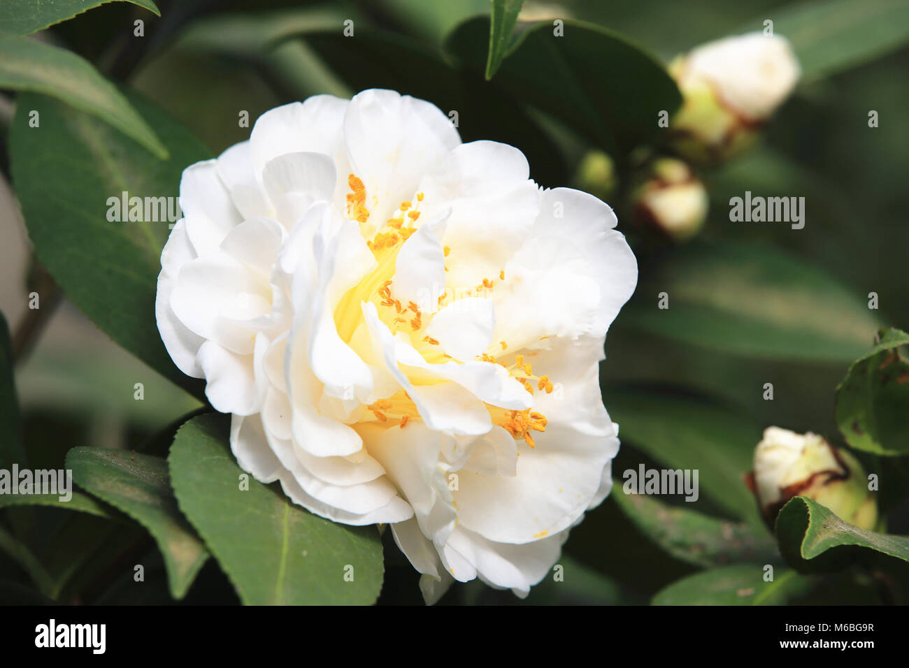 Camellia Buds Stock Photos Camellia Buds Stock Images Page 3