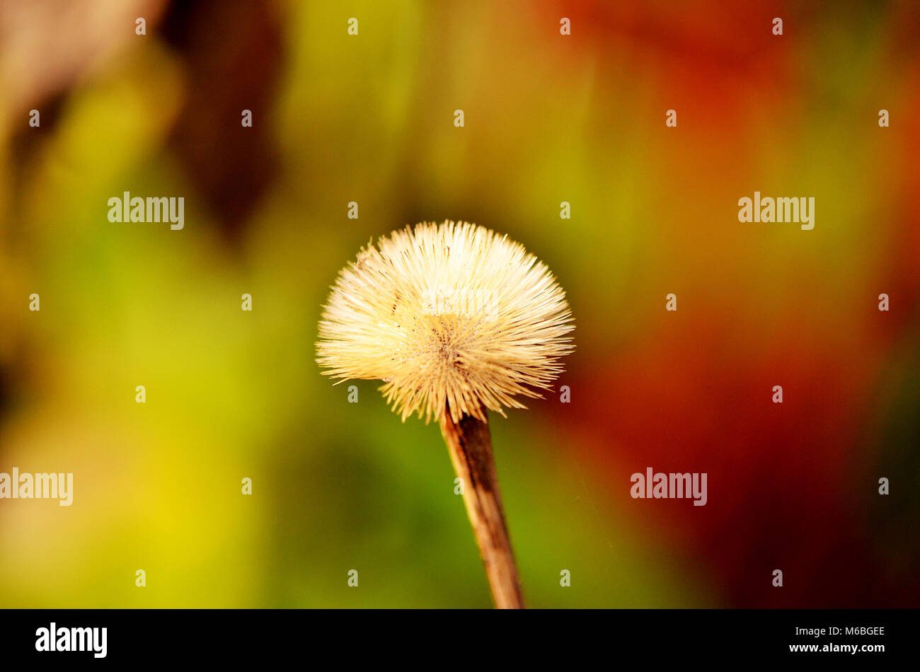 Dandelion clock with bokeh Stock Photo - Alamy