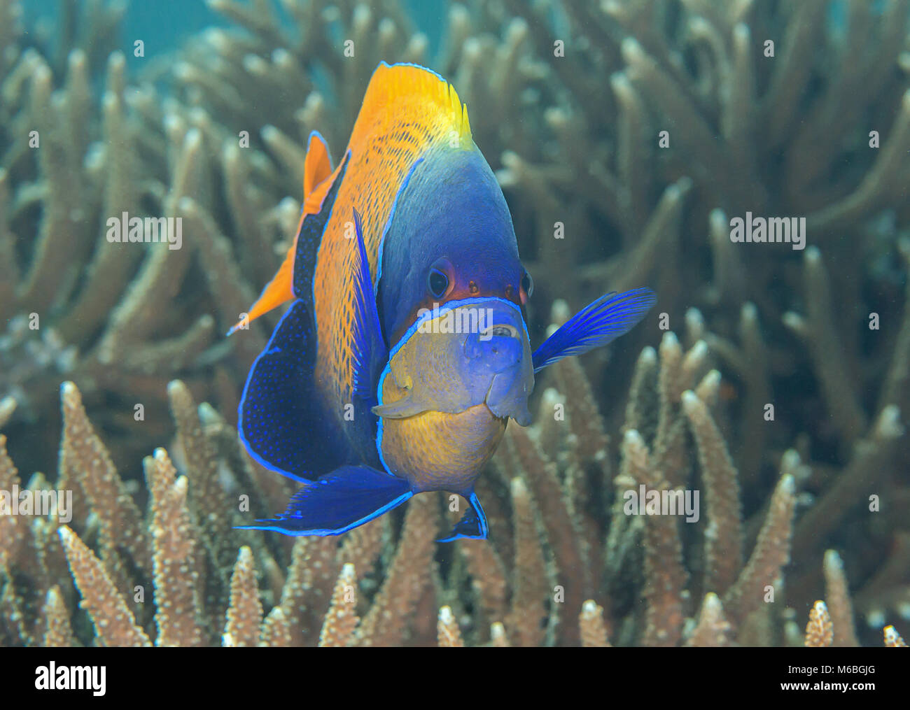 Blueface or yellowface angelfish ( Pomacanthus xanthometopon ) swimming over corals of Bali, Indonesia Stock Photo