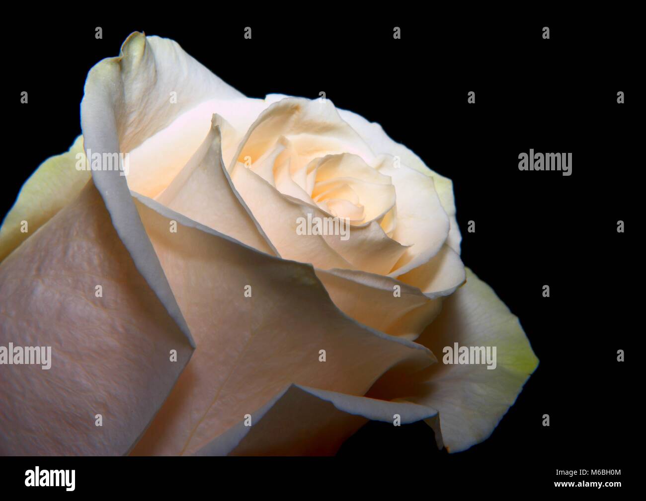 white rose on the black background Stock Photo - Alamy
