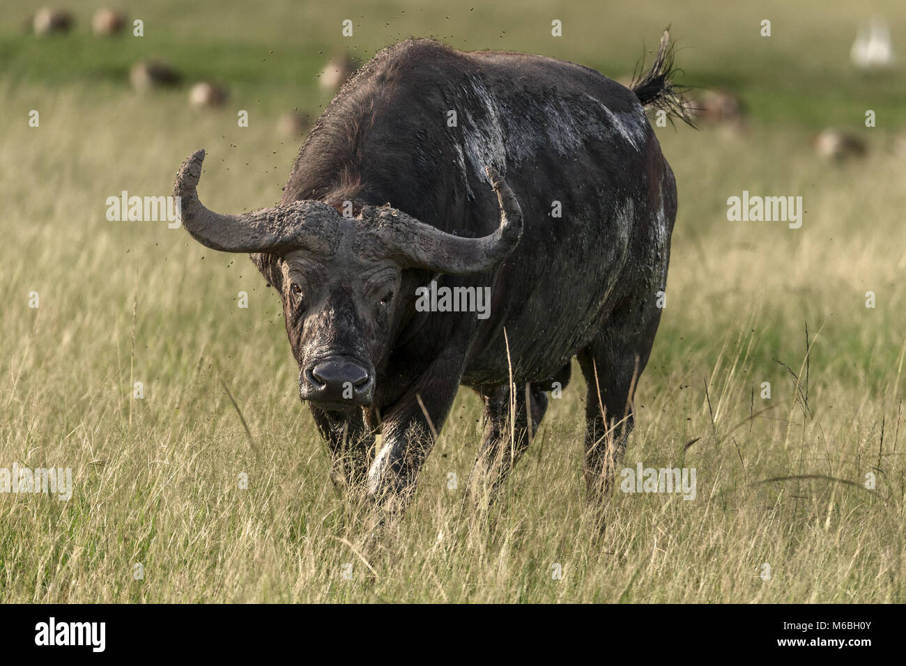 Bull Cape buffalo Queen Elizabeth National Park, Uganda, Africa Stock Photo