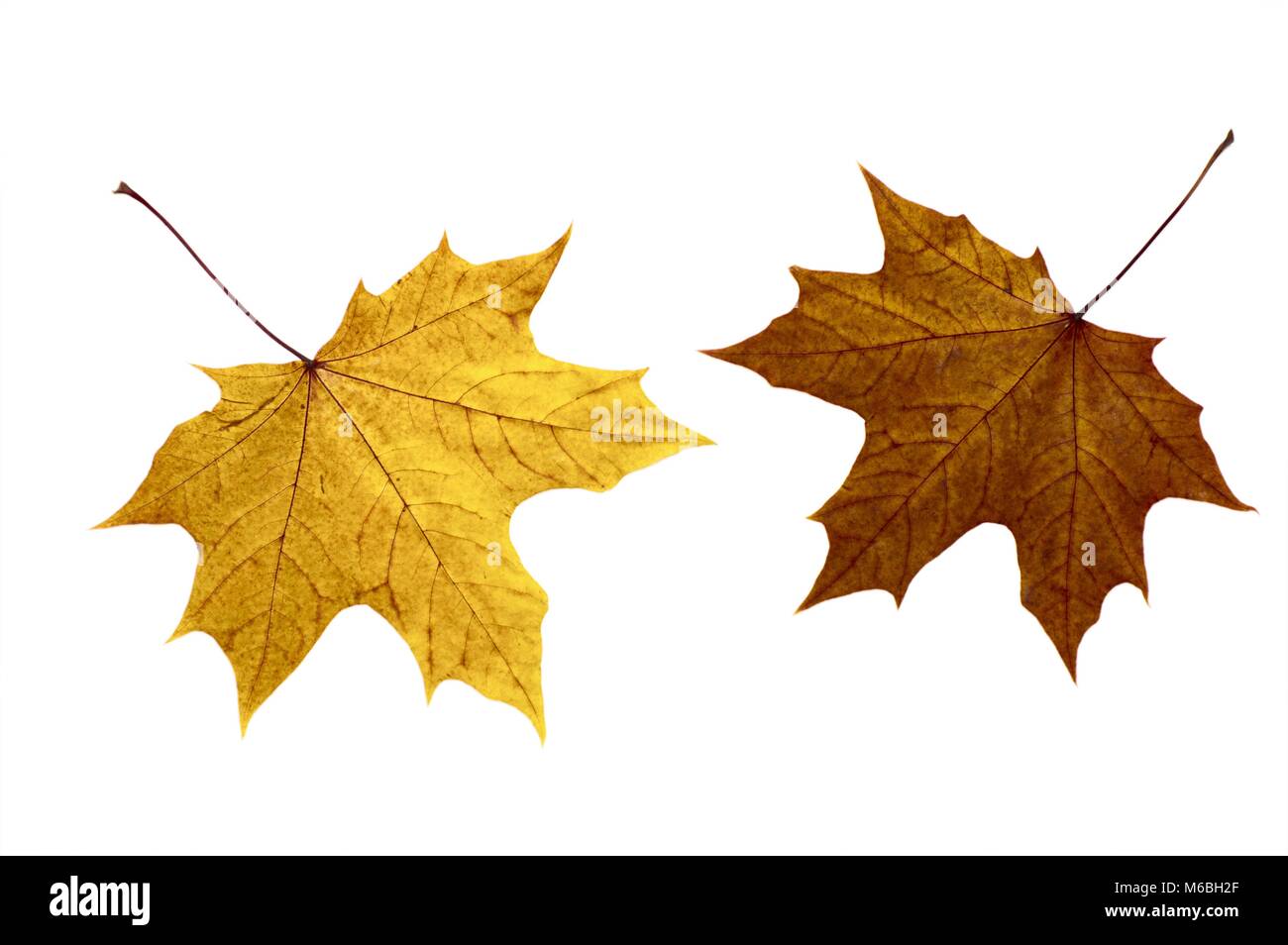Autumn maple leaves on a white background Stock Photo - Alamy