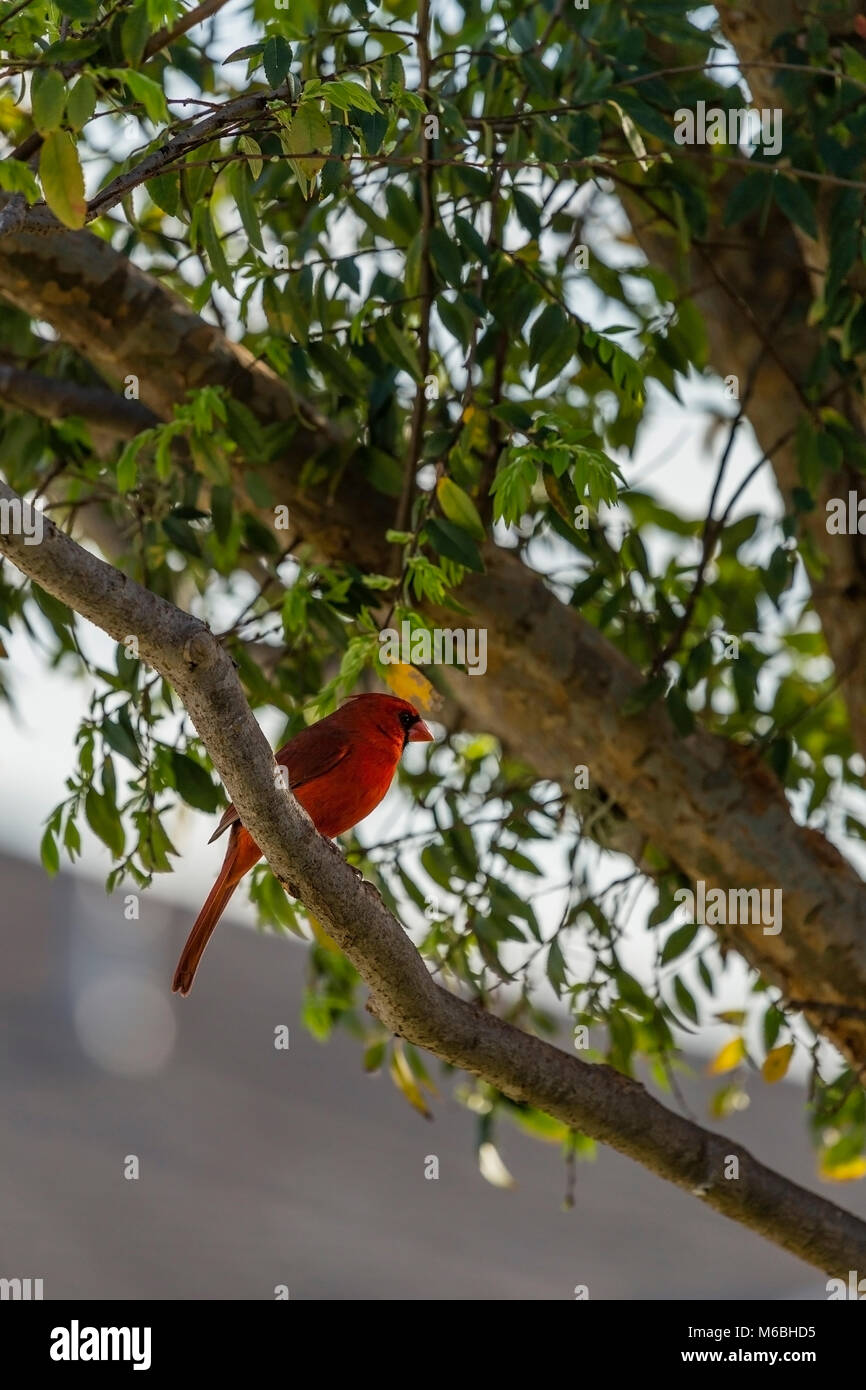 Male northern cardinal sitting on tree branch. Stock Photo