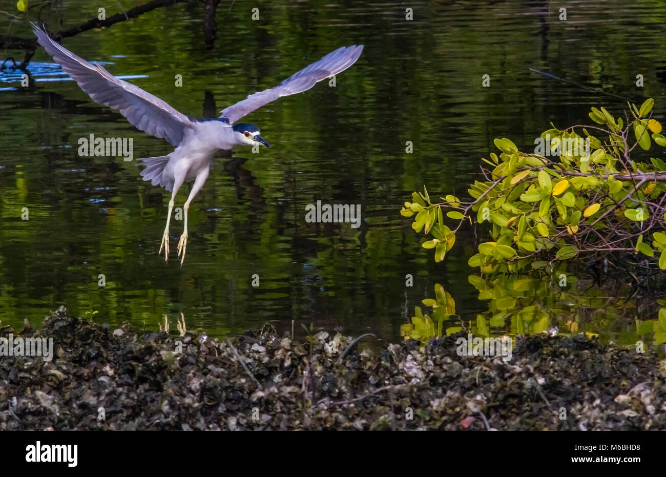 Night Heron in flight. State Park in Tampa, Florida Stock Photo