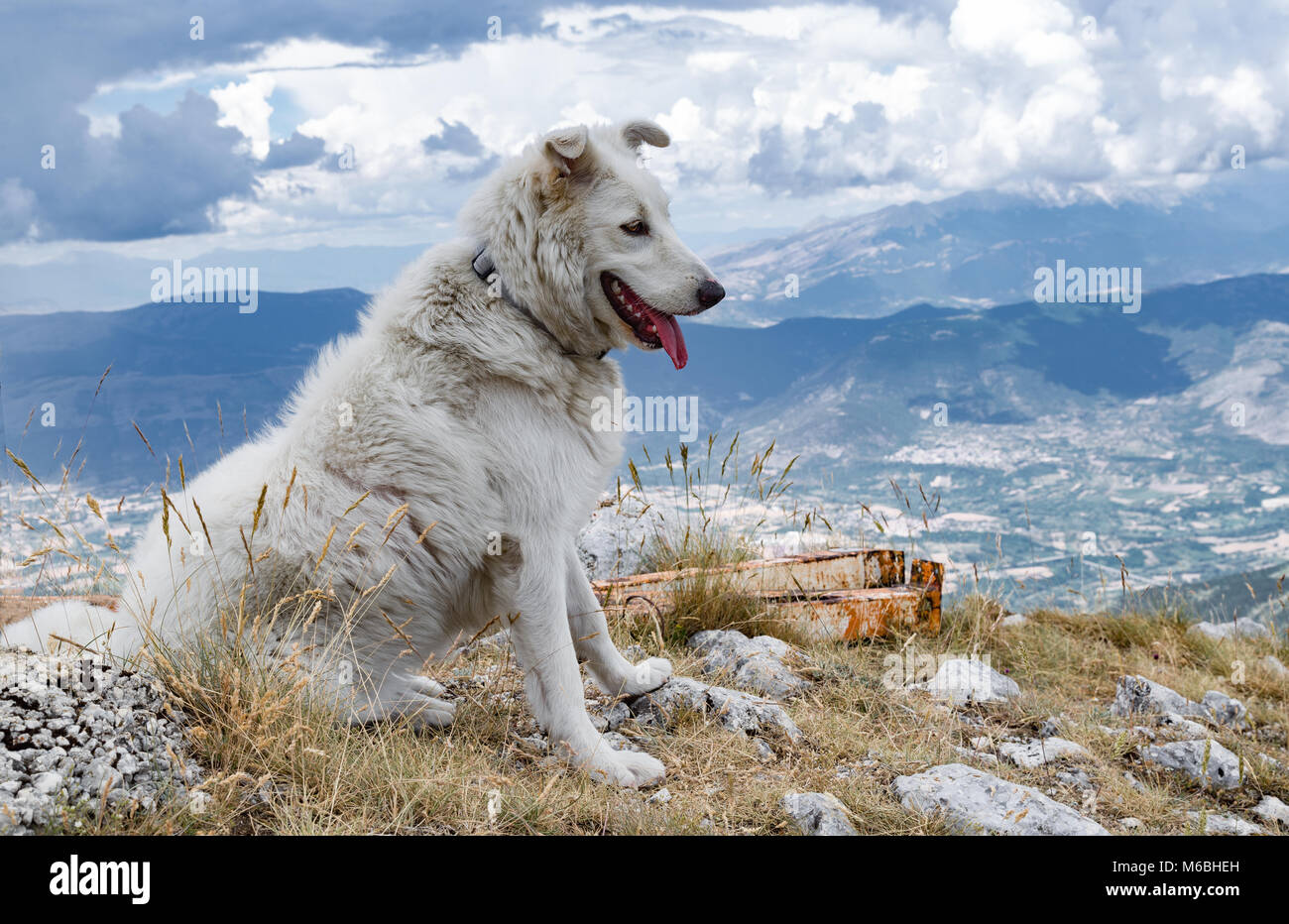 Vigilant Abruzzese sheepdog dog Stock Photo