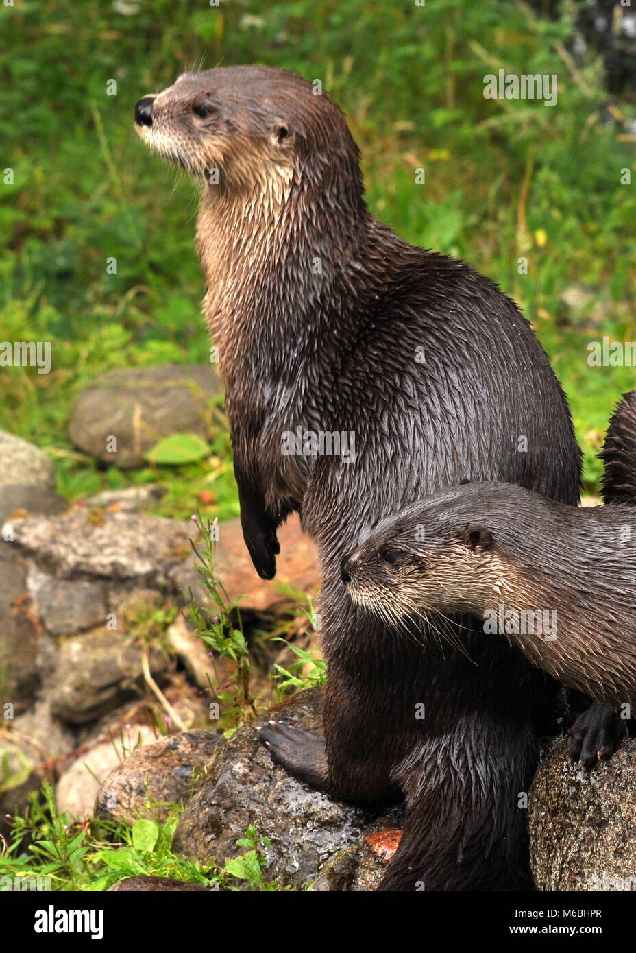 Close up pair of Eurasian Otters (Lutra lutra) standing on top of rocks, side view. Highland Wildlife park, Scotland Stock Photo