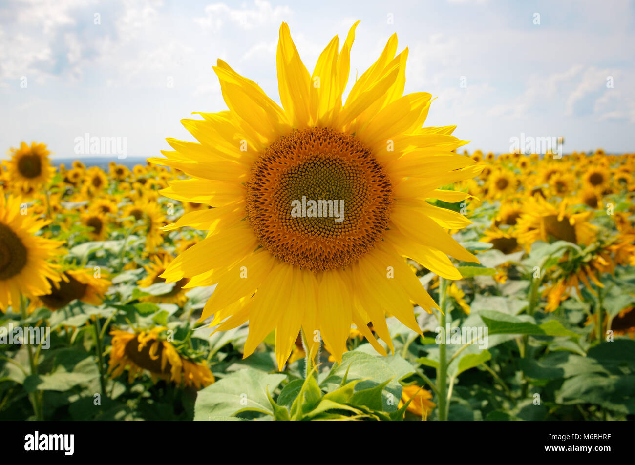 Sunflower field and blue sky Stock Photo - Alamy