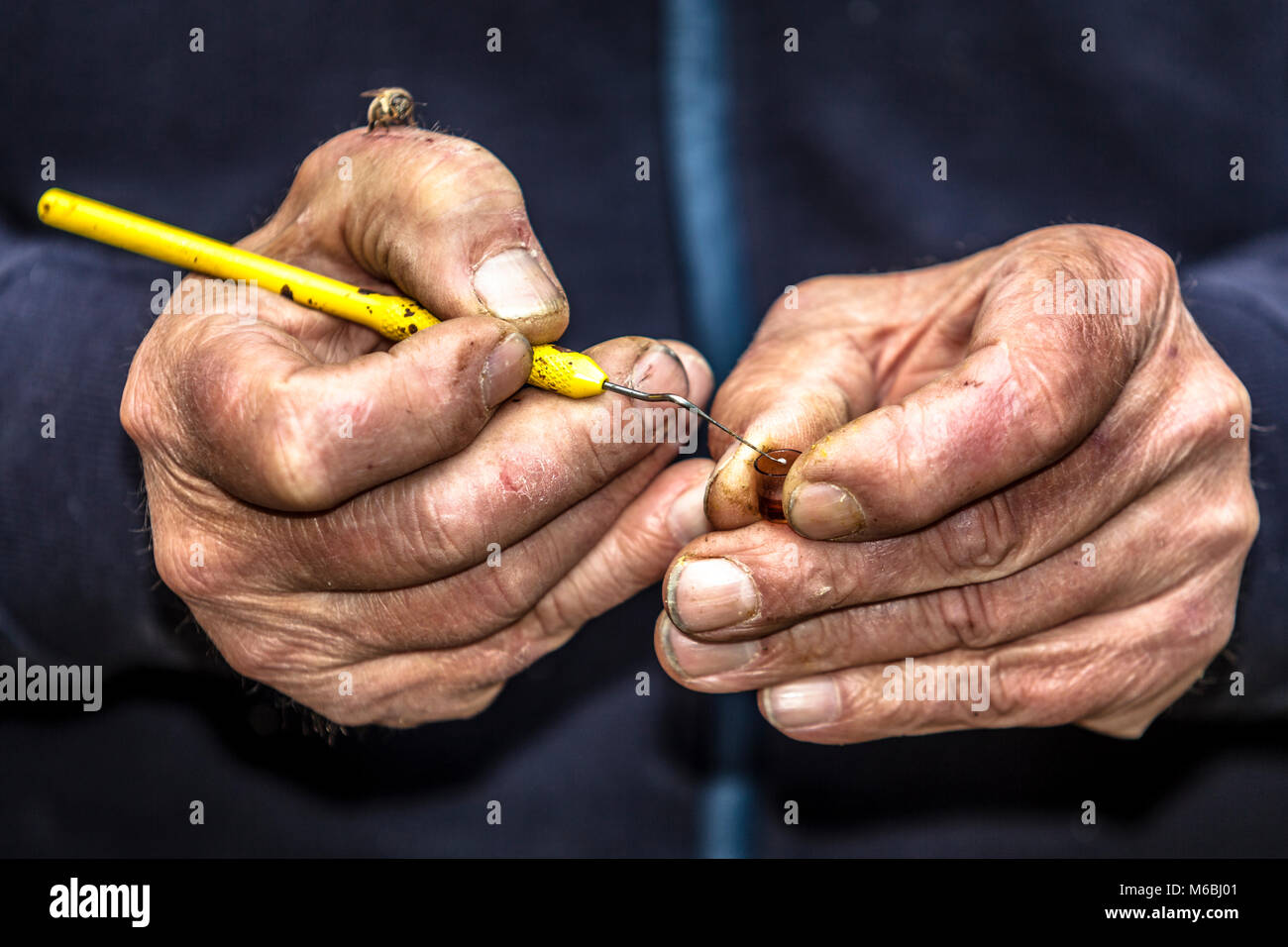 Gerhard Liebig breeding Bee Queens Stock Photo