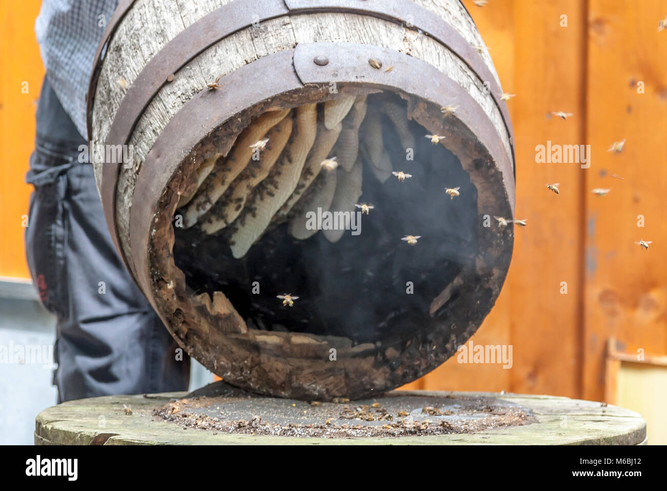 A colony of bees has nested in a wooden beer barrel. Honeybees flying to their Honeycombs inside a wooden Beerbarrel Stock Photo