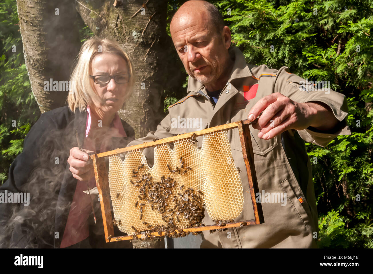 Couple of Beekeepers inspecting hive Stock Photo