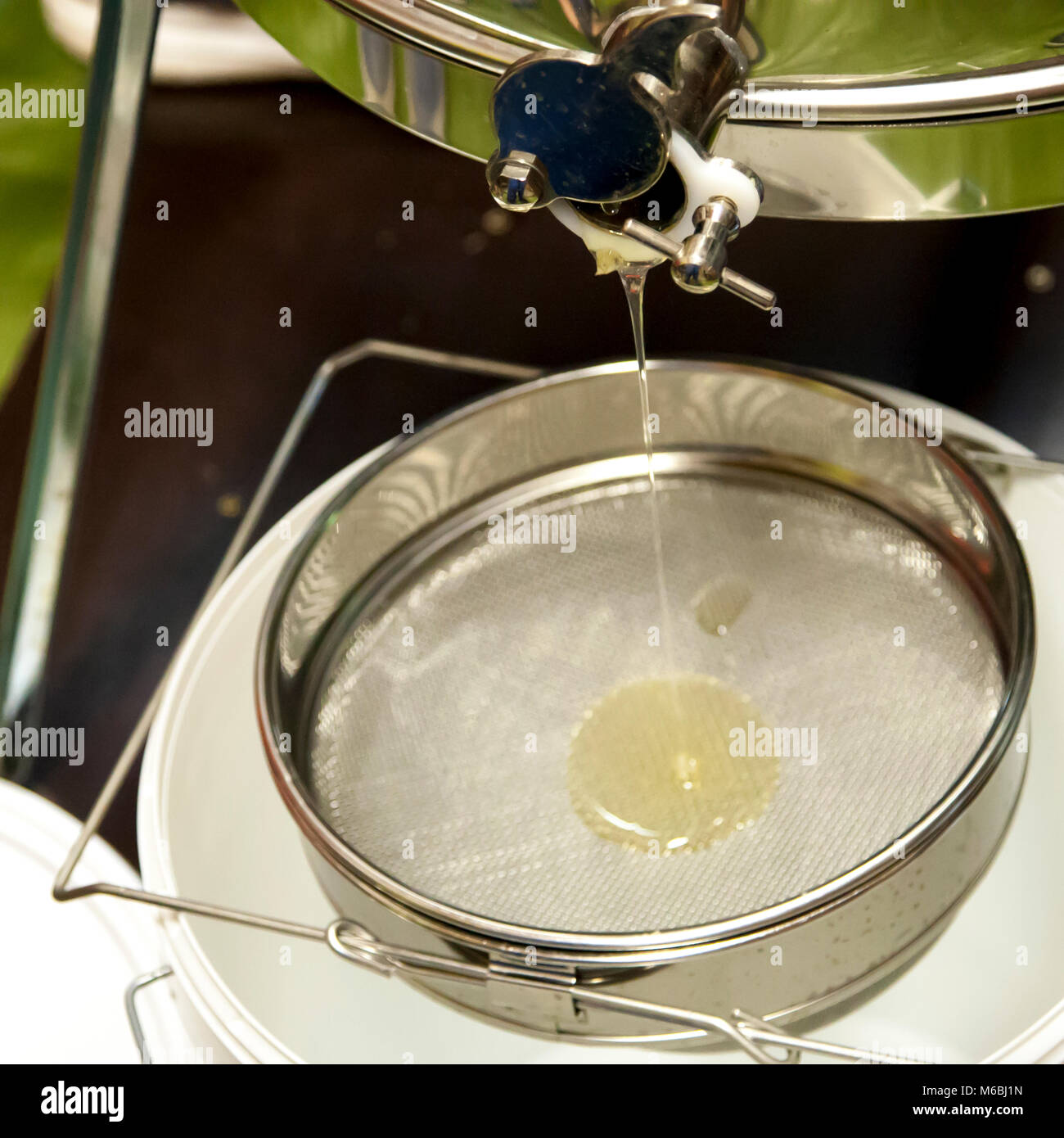 Honey is flowing from the honey extractor outlet through a strainer Stock Photo