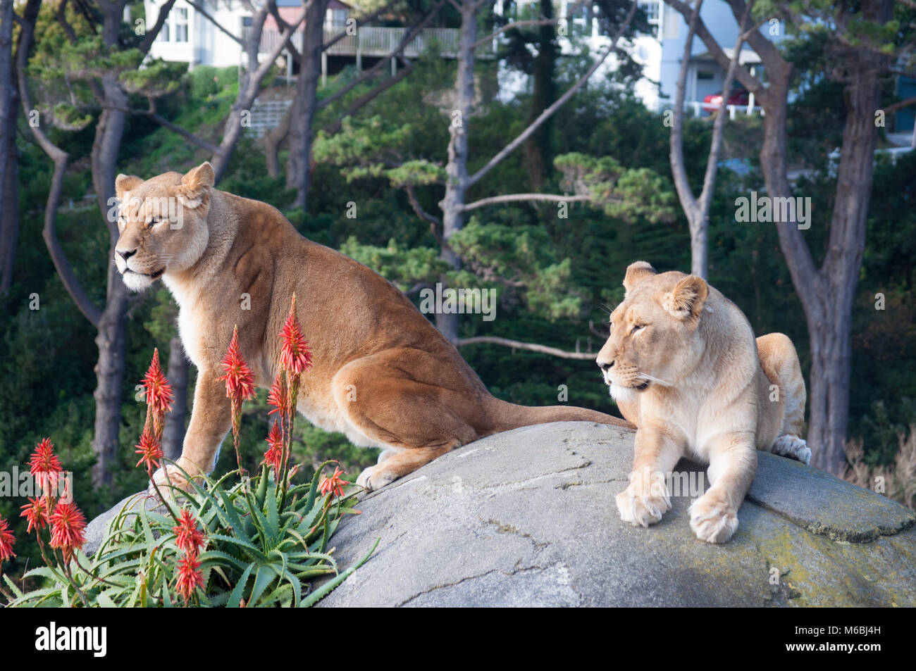 Two Lioness On A Rock Stock Photo