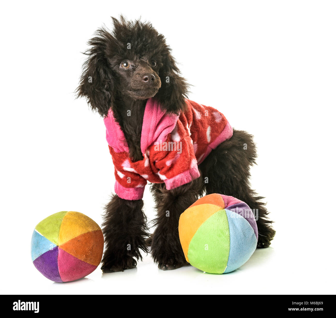 puppy brown poodle in front of white background Stock Photo - Alamy