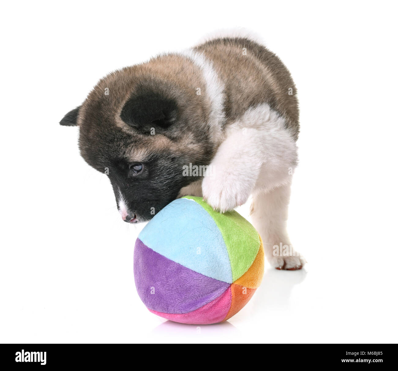 Toy hotsell akita puppy