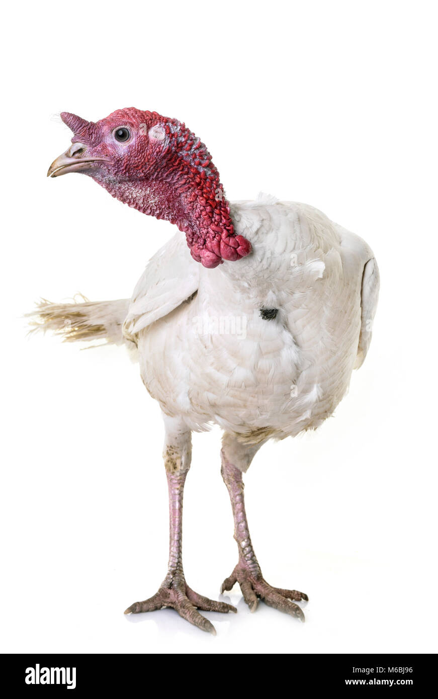 White Holland turkey in front of white background Stock Photo Alamy