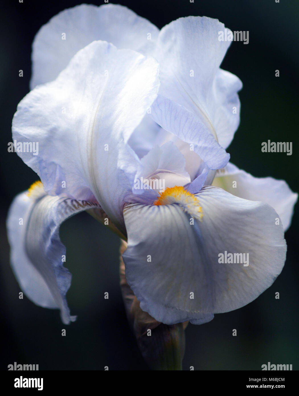 Iris 'Polar Blue' Stock Photo