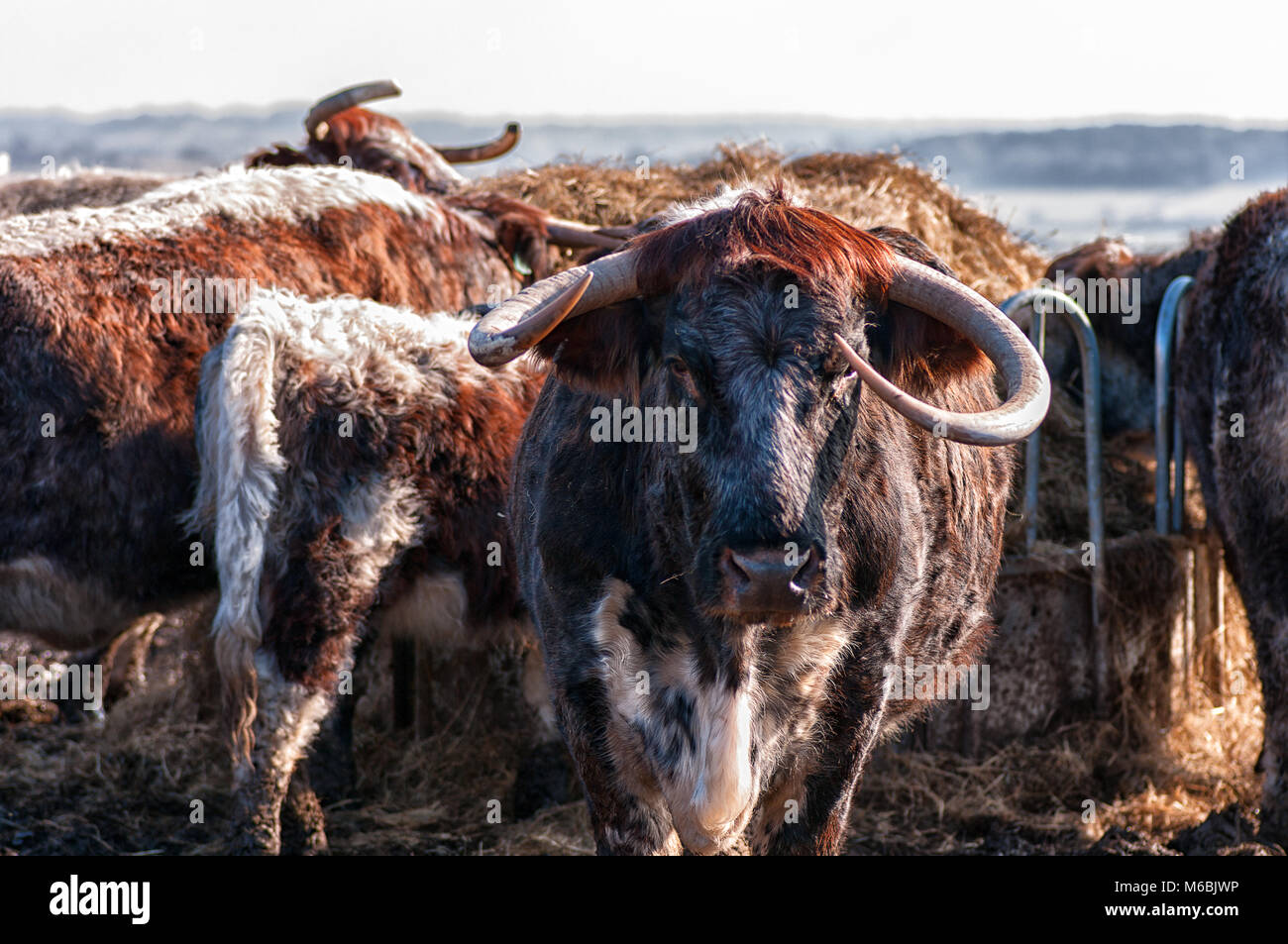 English Longhorn cattle gathering at feed Stock Photo Alamy