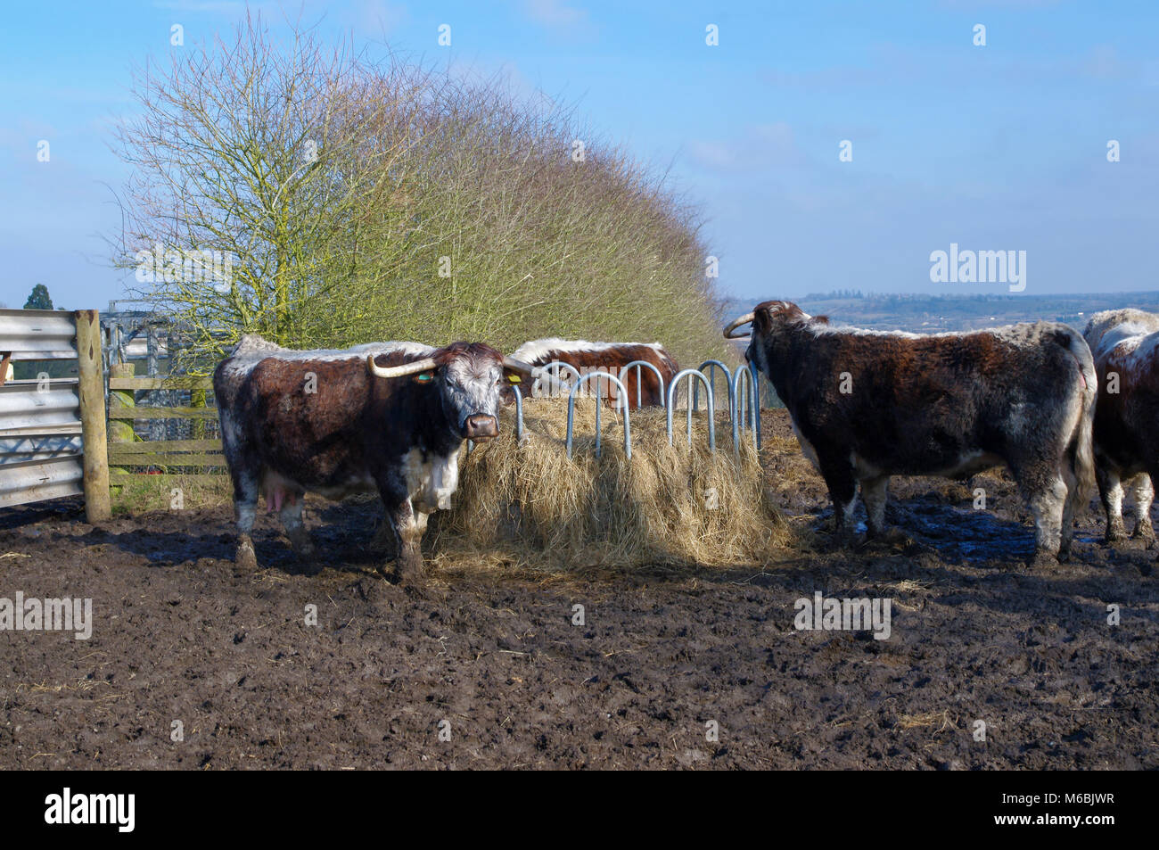 English Longhorn cattle gathering at feed Stock Photo Alamy