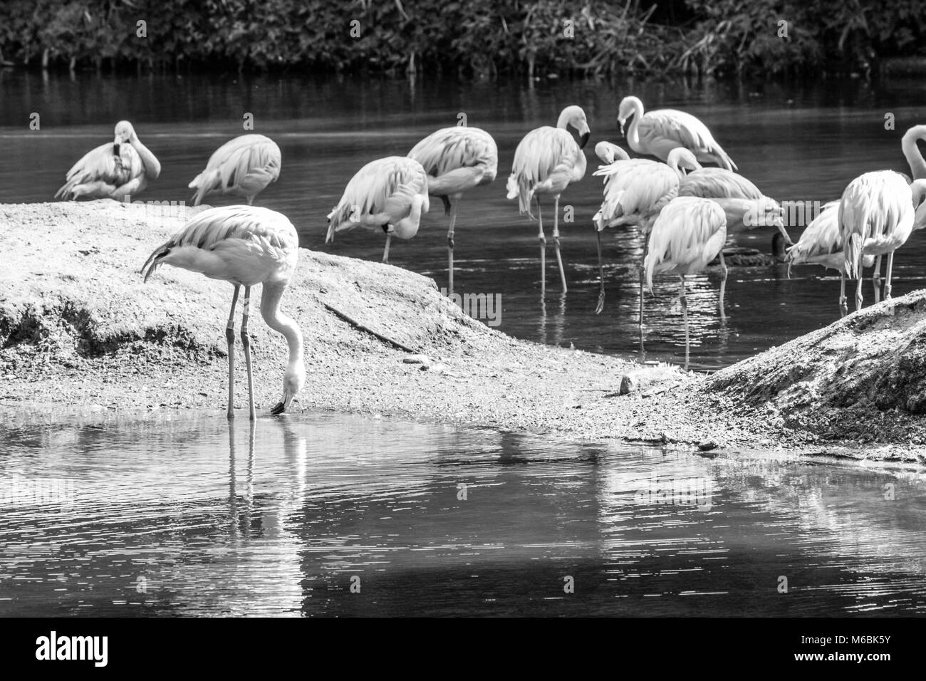 The Chilean Flamingo is nearly threatened according with the IUCN Stock Photo