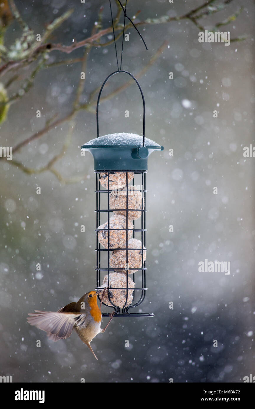 Snow continues to fall in many parts of the UK, meaning birds are seeking out garden feeders.  A Robin, usually a ground feeder, tries to land on a ha Stock Photo