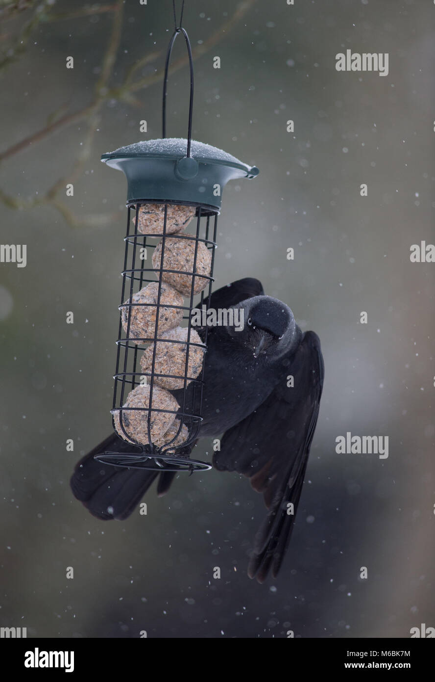 A jackdaw raids a hanging suet ball cage as snow falls. Wild birds look for easy pickings in winter Stock Photo