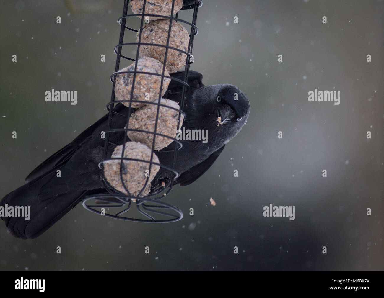 A jackdaw raids a hanging suet ball cage as snow falls. Wild birds look