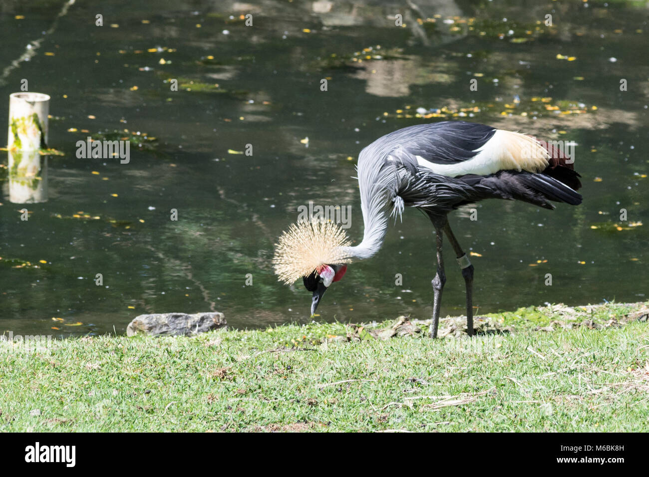 Grey crowned crane is the national bird of Uganda Stock Photo Alamy