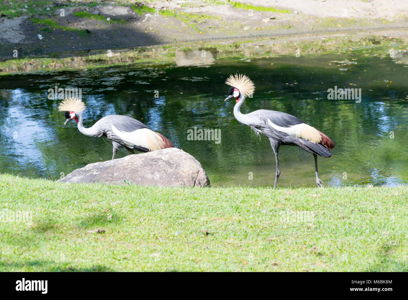 Grey crowned crane is the national bird of Uganda Stock Photo Alamy