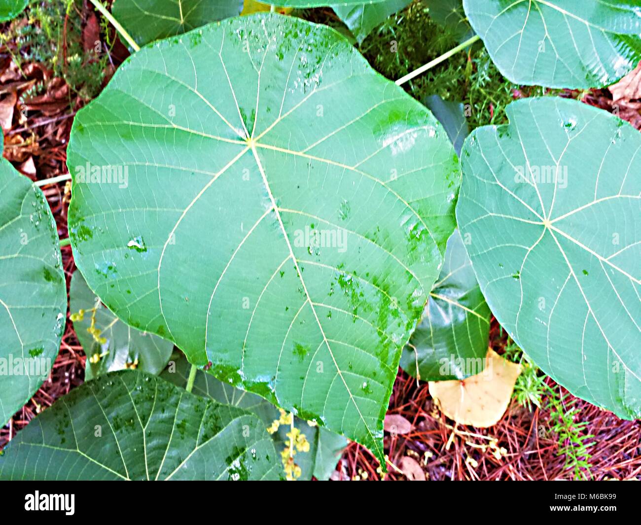 large leaf plants Stock Photo Alamy