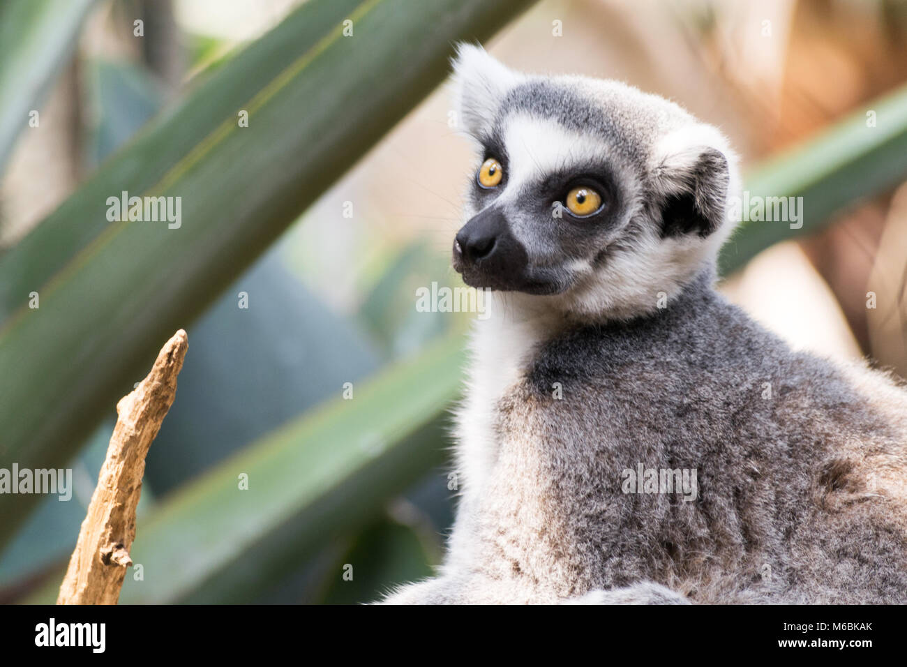 Ring-tailed lemurs are one of the most vocal primates Stock Photo - Alamy