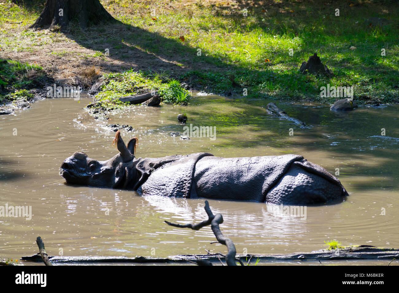 Indian rhinoceros are the is the second biggest animal in Asia after the  Indian elephant Stock Photo - Alamy