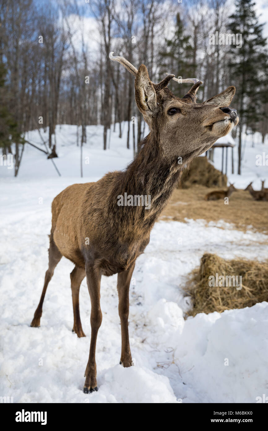 Curious deer at Omega Park Stock Photo