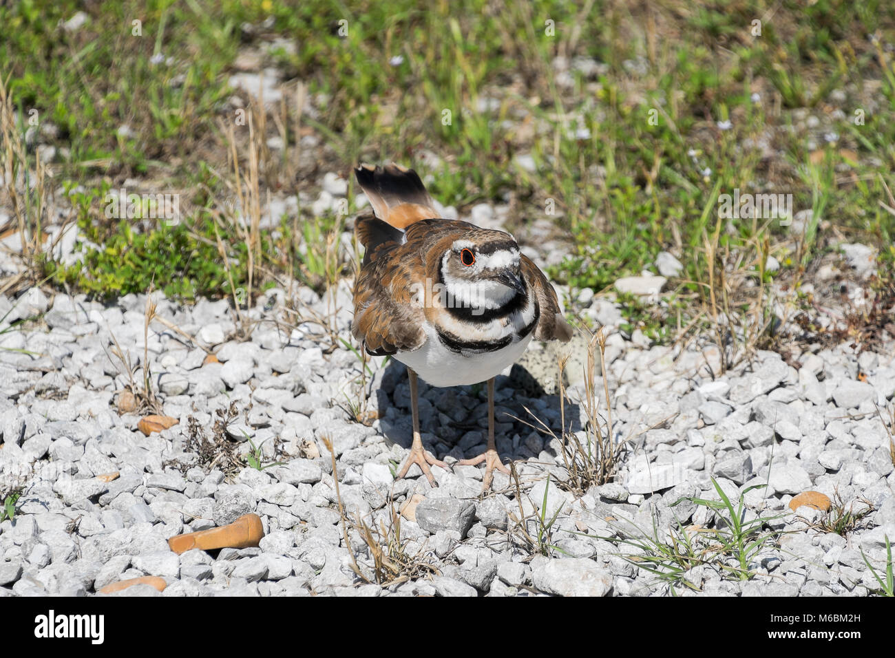 A killdeer concerned that I might try to get to close to its nest. The killdeer will try to draw predators away from its nest by using a broken wing a Stock Photo