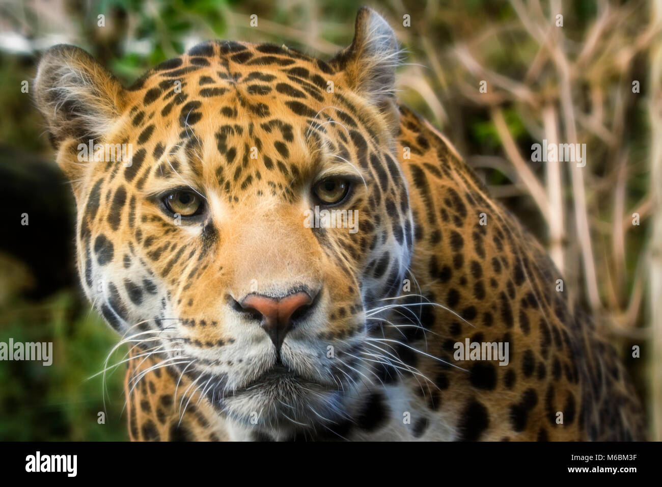 Jaguar big Cat Stock Photo - Alamy