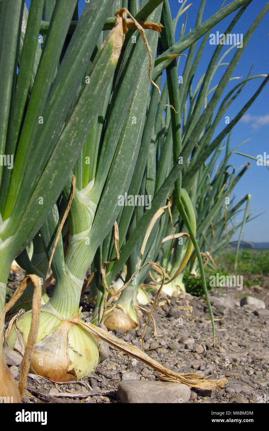 Onion crop 2 Stock Photo Alamy