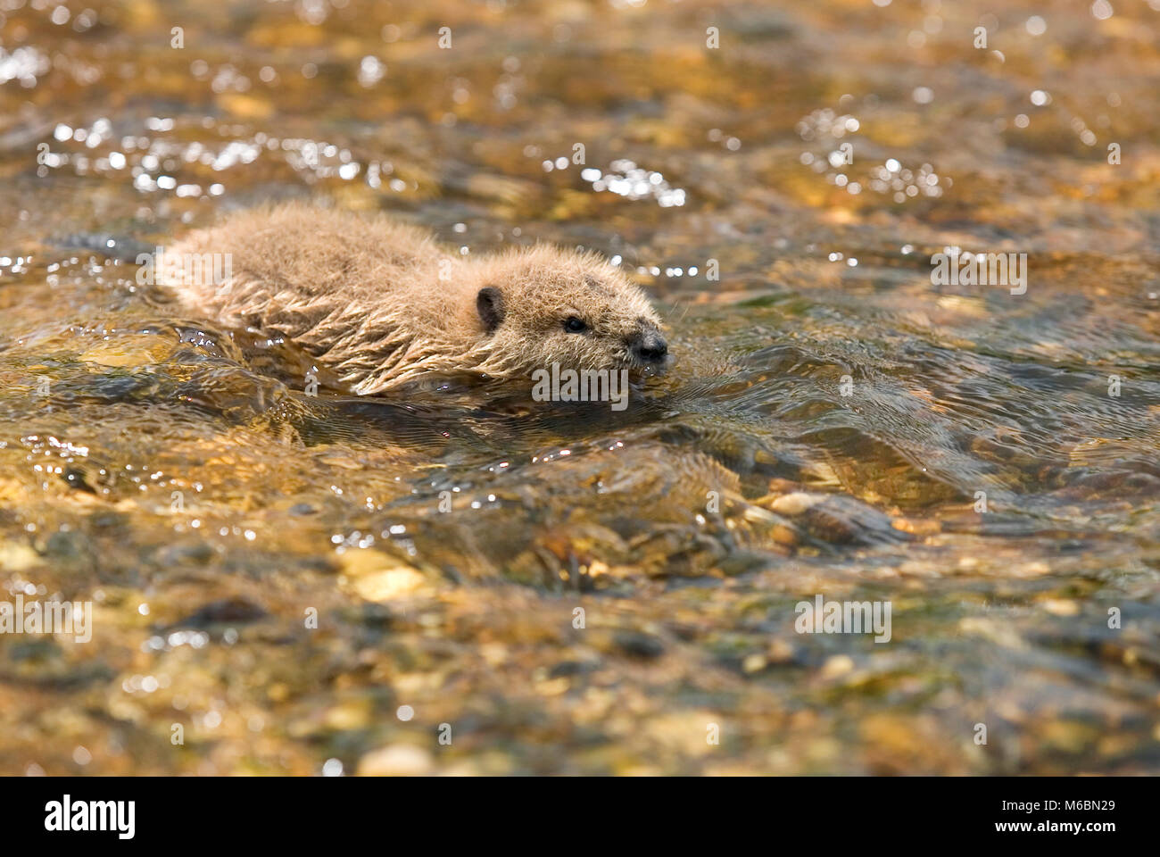 Baby beaver swimming hi-res stock photography and images - Alamy