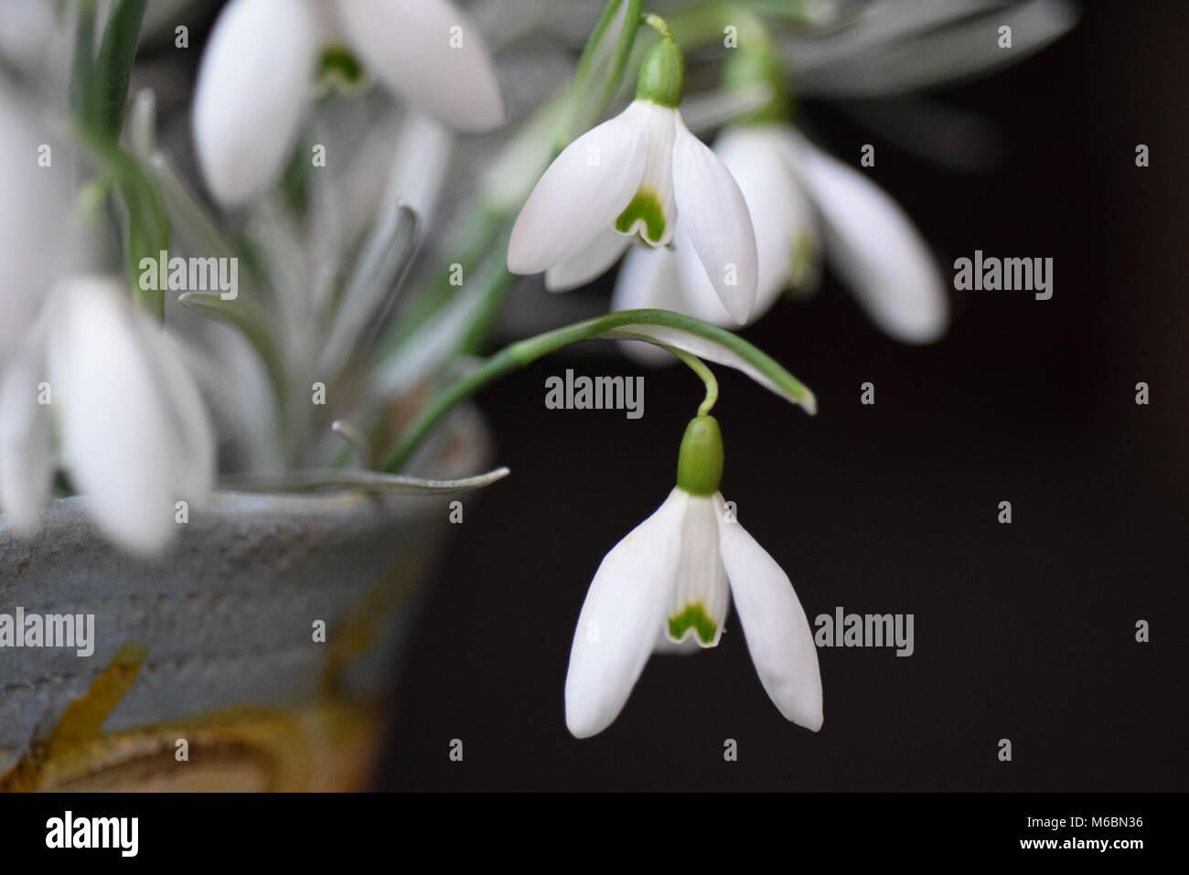 snowdrops and curry plant arrangement Stock Photo