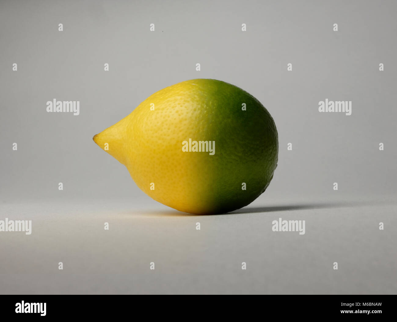 Lemon and lime hybrid photograph, two citrus tangy fruits merged married combined into one superfruit Stock Photo