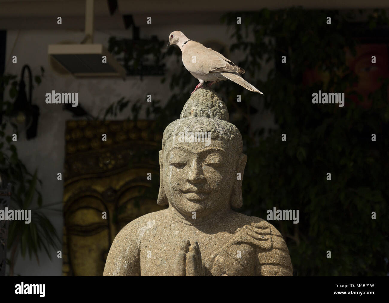 Pigeon perched on buddha head Pueto del Carmen Lanzarote, Canary Islands. Spain Stock Photo
