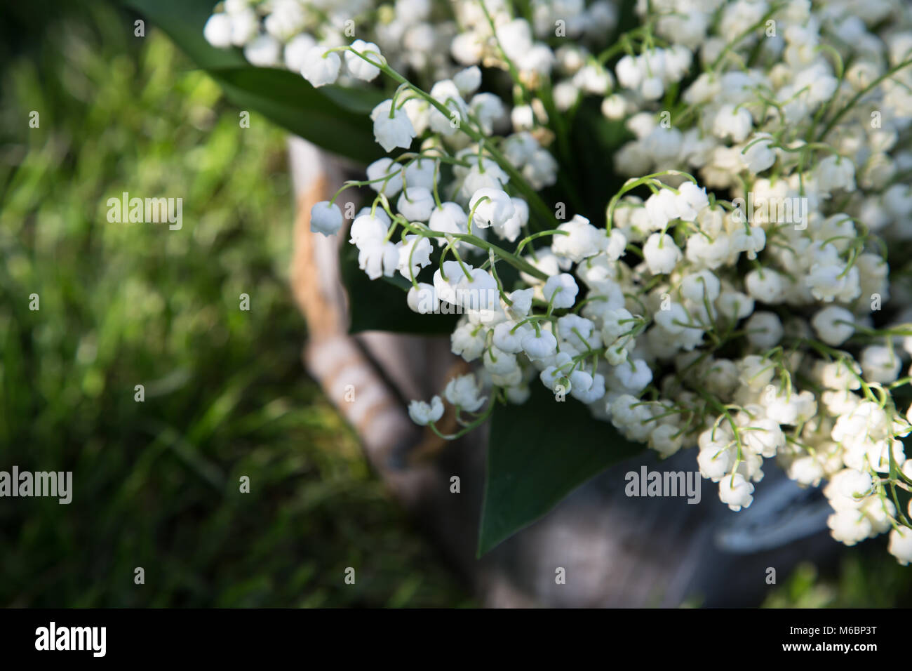 Bouquet of lilies of the valley in a basket. floral background with ...