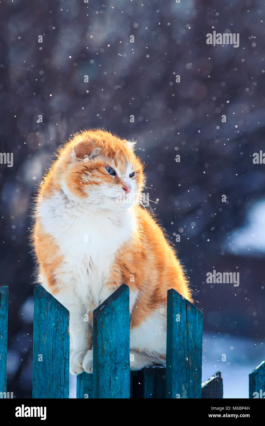funny red cat sitting on the street in the early spring on a wooden ...