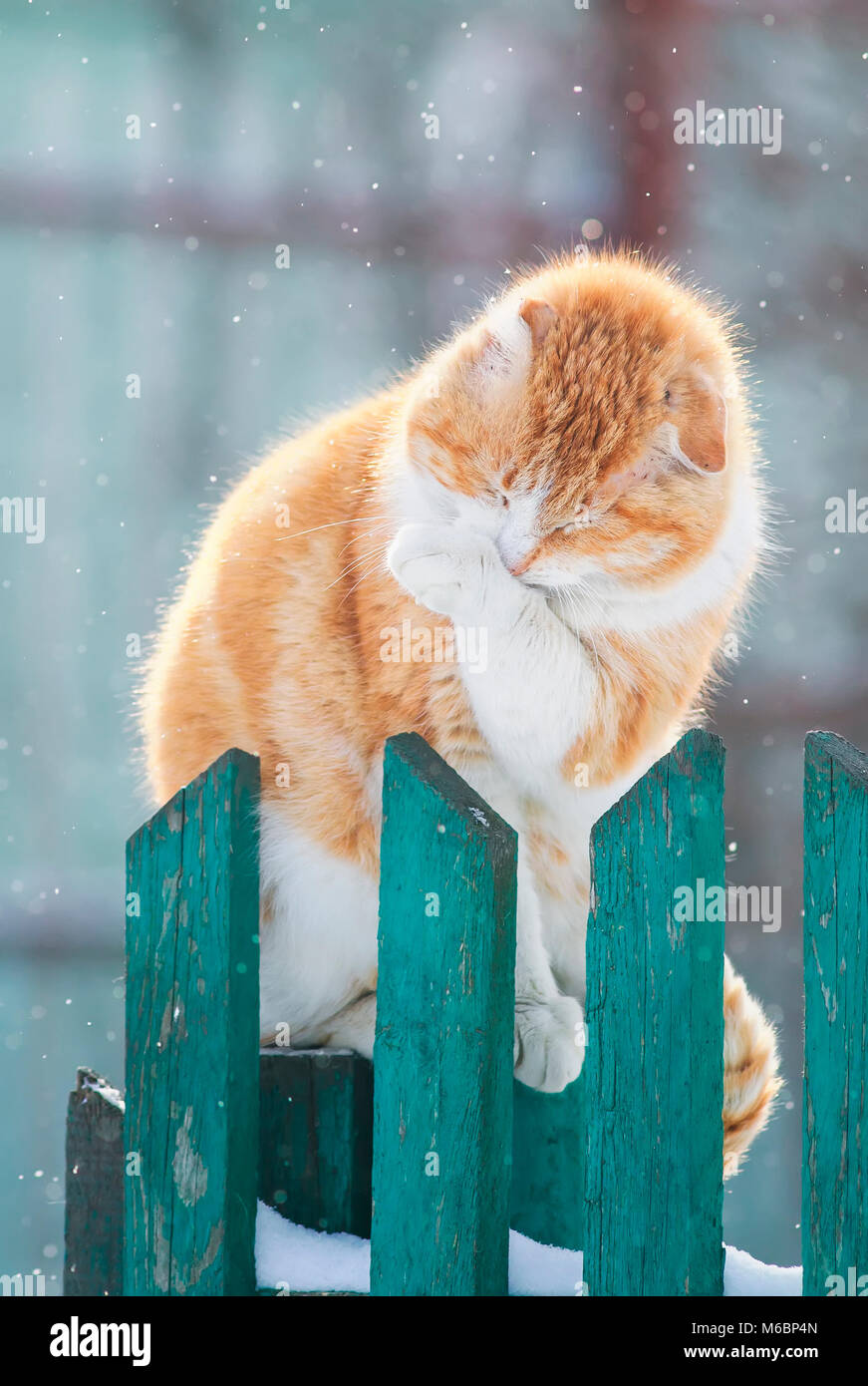 pretty funny red cat sitting on the street in the early spring on a ...