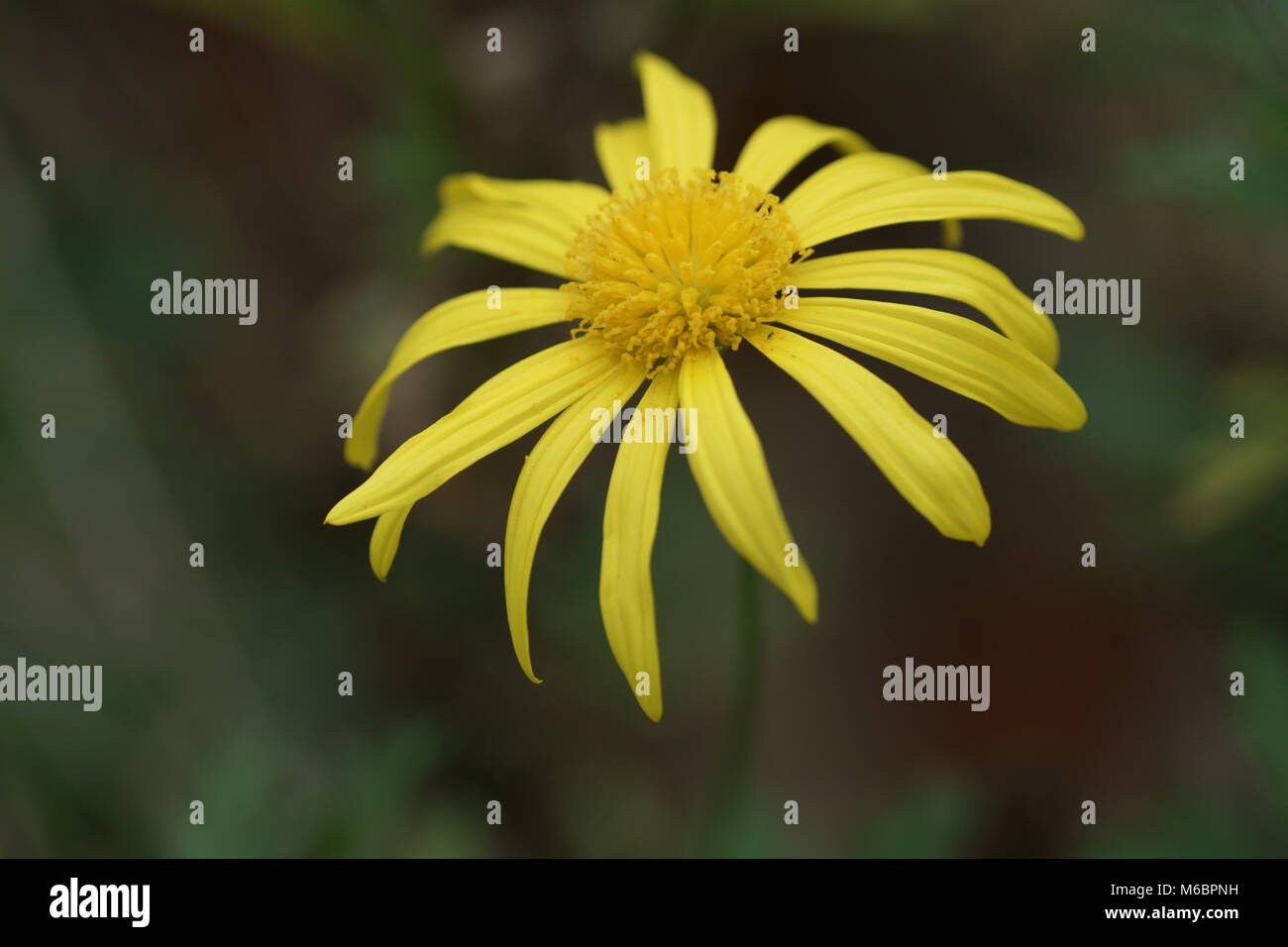 Euryops chrysanthemoides Stock Photo