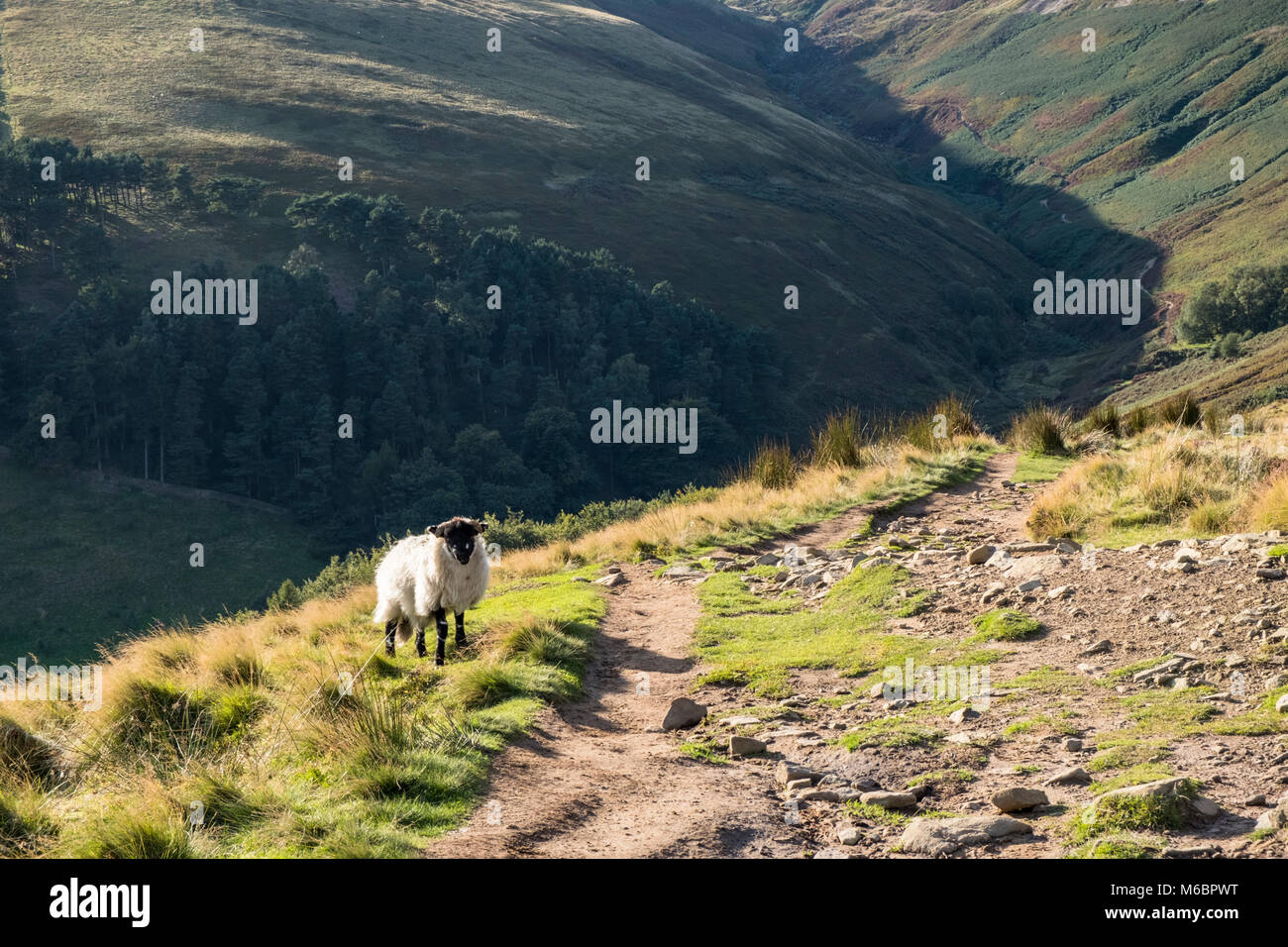 Sheep on a hill in the Peak District countryside with Grindsbrook Clough below. The Nab, Kinder Scout, Derbyshire, England, UK during Autumn Stock Photo