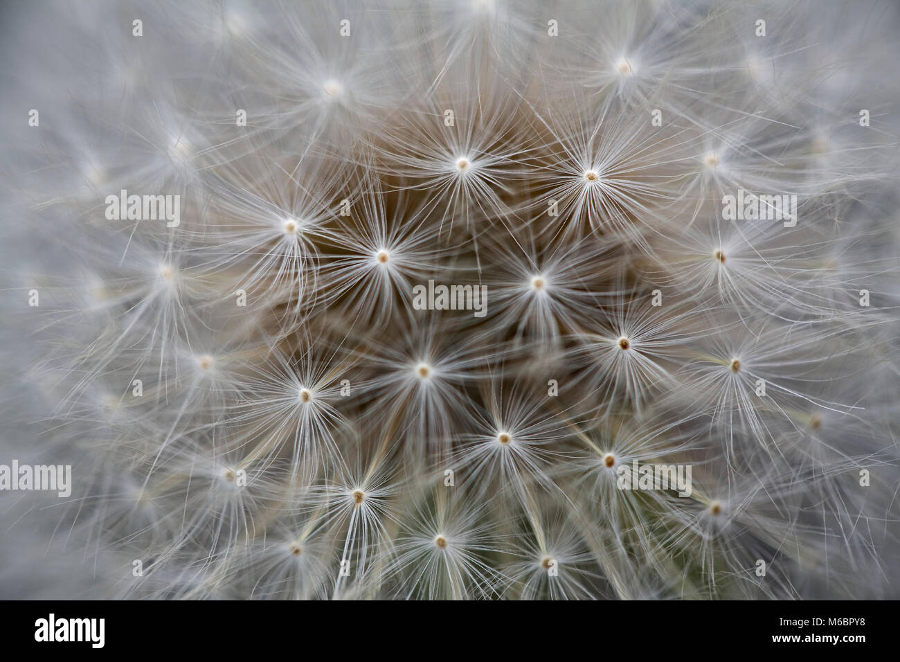 Close up of dandelion seed head Stock Photo