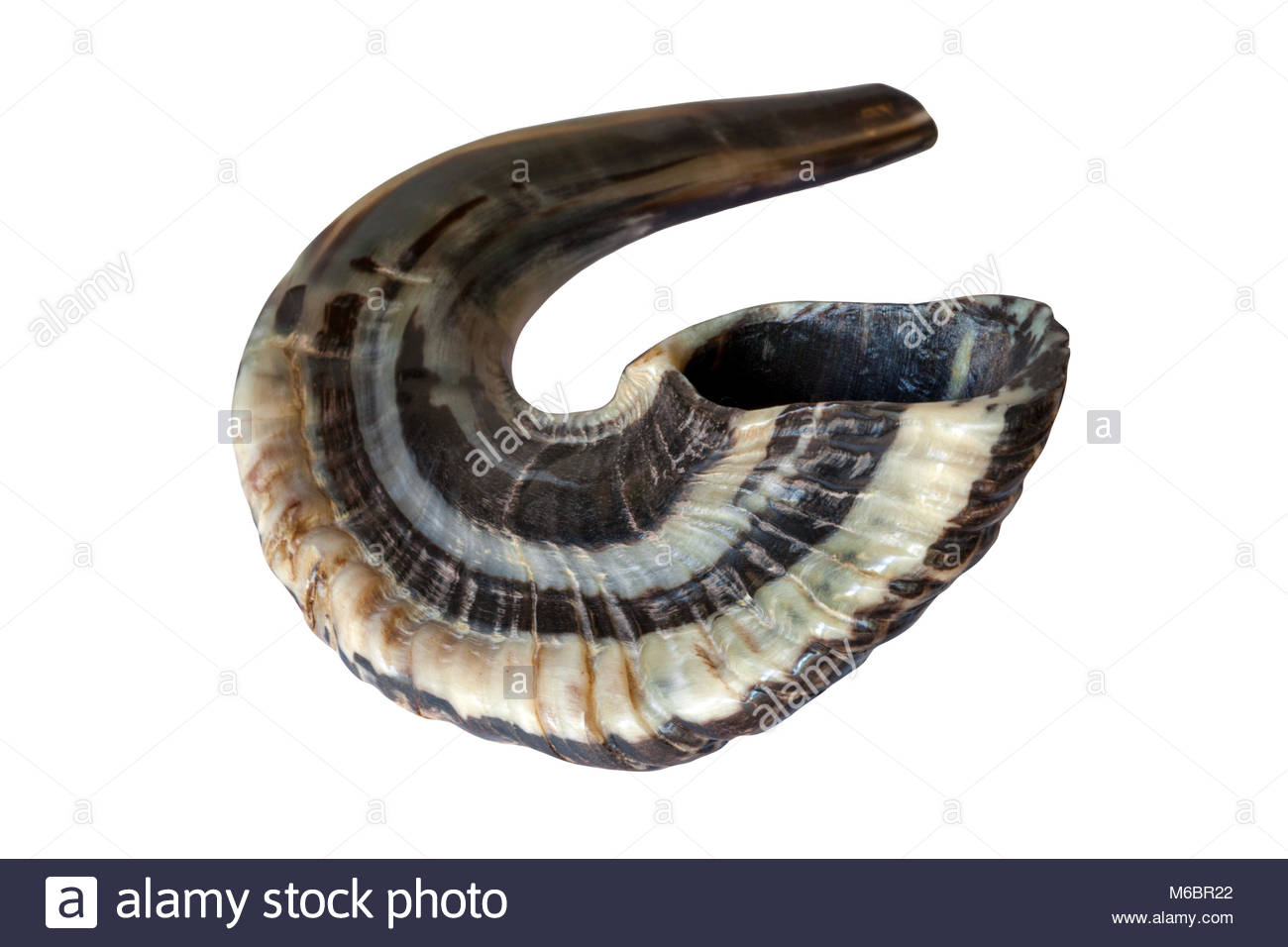 Joshua Jericho Stock Photos & Joshua Jericho Stock Images Alamy